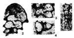 Dagmarita chanakchiensis Reitlinger, 1965