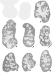 Dariopsis curviseptum Malakhova, 1975
