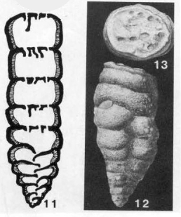 Climacammina antiqua (Brady, 1871)