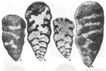 Koskinobigenerina breviseptata Eickhoff, 1968