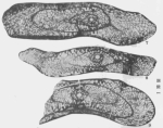 Pseudofusulina (Laxifusulina) proteiformis Xia, 1983