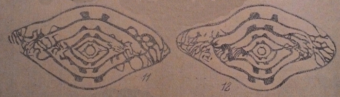 Profusulinella skelnevatica Putrya in Putrya & Leontovich, 1948 Profusulinella skelnevatica Putrya in Putrya & Leontovich, 1948