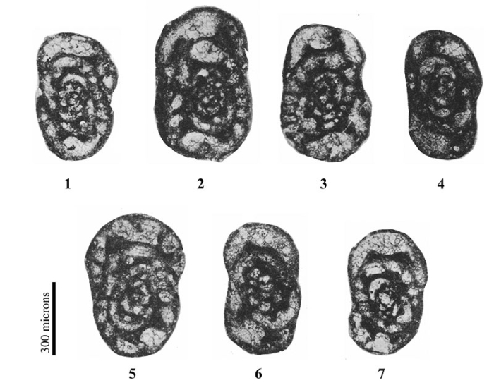Dainella tumultuosa Bozorgnia, 1973 Dainella tumultuosa Bozorgnia, 1973