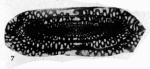 Pseudofusulina concavutas Vissarionova, 1949