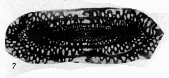 Pseudofusulina concavutas Vissarionova, 1949 Pseudofusulina concavutas Vissarionova, 1949