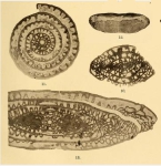Fusulina verneuili var. solida Schellwien, 1908
