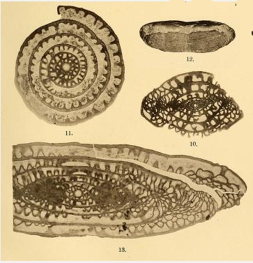 Fusulina verneuili var. solida Schellwien, 1908 Fusulina verneuili var. solida Schellwien, 1908