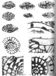 Shachella robusta Zhu, 1995