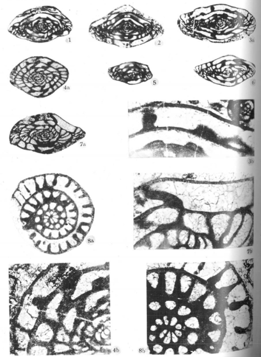 Shachella robusta Zhu, 1995