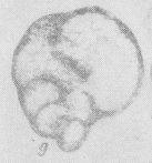 Admiranda convexa Marfenkova, 1991
