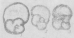 Dzhamansorina grata Marfenkova, 1991