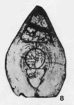 Pararobuloides orientalis Miklukho-Maklay, 1954