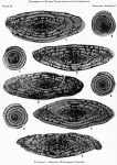 Pseudofusulina moranensis Thompson, 1954
