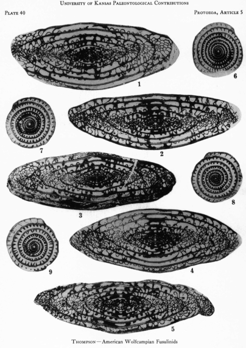 Pseudofusulina moranensis Thompson, 1954
