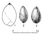 Globulina chetaensis chetaensis Basov in Saks, 1969