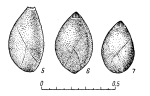 Globulina chetaensis berriasica Basov in Saks, 1969