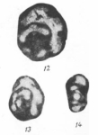 Endothyra primaeva Rauzer-Chernousova, 1948