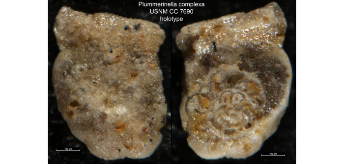 Plummerinella complexa Cushman & Waters, 1928