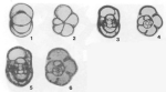 Postendothyra scabra Lin, 1984