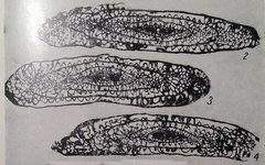 Rugosofusulina implexa Bensh, 1972, author: Le Coze, François