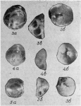 Pseudolamarckina dainae Startseva, 1972