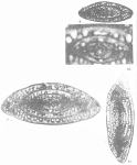Kunlunella obesa Da in Da & Sun, 1983