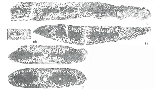 Koksarella koksarensis Da in Da & Sun, 1983 Koksarella koksarensis Da in Da & Sun, 1983