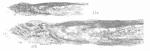 Eotriticites gigantea Da and Wang in Da & Sun, 1983