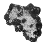 Ammobaculites horridus Brazhnikova, 1967