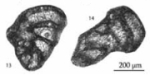 Paradagmaritella surmehensis Gaillot & Vachard, 2007