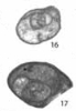 Retroseptellina decrouezae (Köylüoglu & Altiner, 1989) Retroseptellina decrouezae (Köylüoglu & Altiner, 1989)