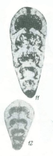 Pseudolangella pulchra Pronina in Kotlyar et al., 1989 Pseudolangella pulchra Pronina in Kotlyar et al., 1989