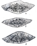 Boultonia avushensis Chediya in Kotlyar et al., 1984, author: Le Coze, François