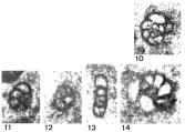 Endotriada tyrrhenica Vachard, Martini, Rettori & Zaninetti, 1994, author: Le Coze, Franis