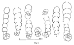 Ammobaculites wirzi Koehn-Zaninetti, 1969