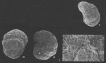 Verispira jelli Palmieri, 1988