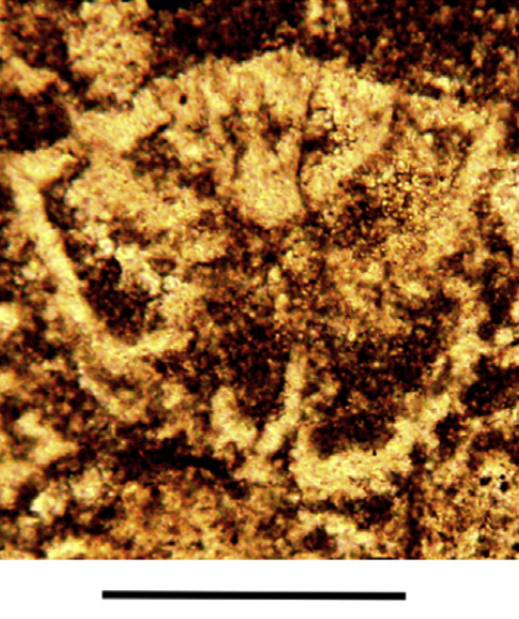 Zagrosaria pinnata Consorti & Rashidi, 2020 Zagrosaria pinnata Consorti & Rashidi, 2020
