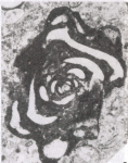 Dargenioella vesolei De Castro, 1987