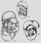 Pseudodainella yanfangensis Wu in Wu & Liao, 2001