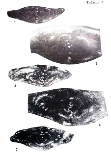 Neofusiella asymmetrica Ektova, 1989 Neofusiella asymmetrica Ektova, 1989