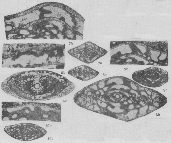 Linxinella minima Zhuang, 1989 Linxinella minima Zhuang, 1989