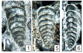Praerectoglandulina miklukhomaklayorum Vachard in Krainer, Vachard & Schaffhauser, 2019 Praerectoglandulina miklukhomaklayorum Vachard in Krainer, Vachard & Schaffhauser, 2019