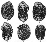 Lysella crassisepta Bozorgnia, 1973