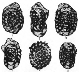 Lysella crassisepta Bozorgnia, 1973 Lysella crassisepta Bozorgnia, 1973