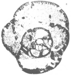 Parabradyina pararotula Mamet & Pinard, 1992