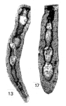 Amphoratheca iniqua Mamet & Pinard, 1992