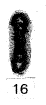 Asselodiscus primitivus Mamet & Pinard, 1992