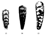 Nodosaria gracilis Potievskaya, 1962