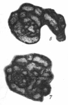 Tolypammina tschikalensis Baryshnikov, 1982