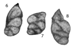 Paradagmaritopsis kobayashii Gaillot & Vachard, 2009